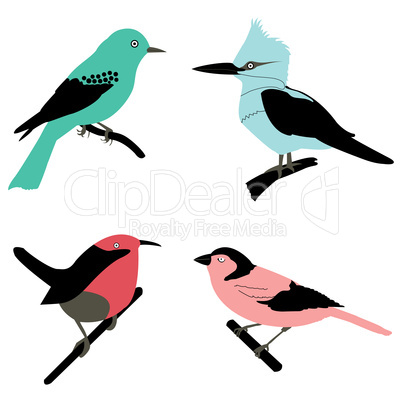 different birds