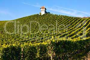 Weinberg, vineyard