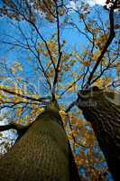 Baum in Herbstfarben