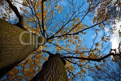 Baum in Herbstfarben