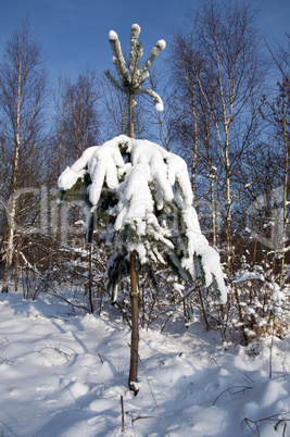 Snowy conifer