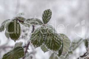 Hoar frost on leaves