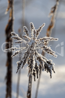 Ice crystals on a plant