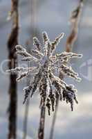 Ice crystals on a plant