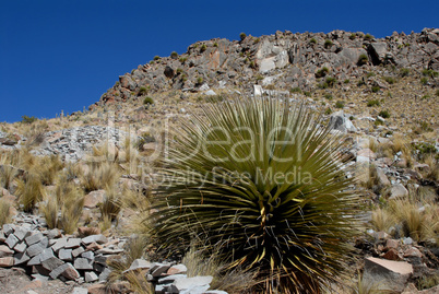 bolivia