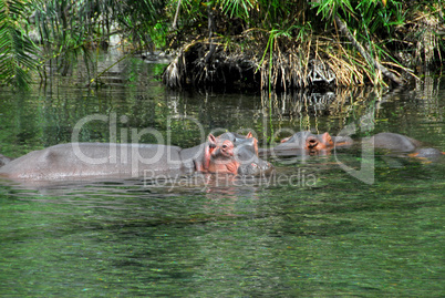 hippopotamus