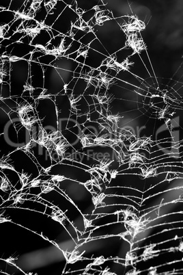 Spider web
