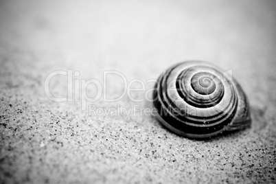 Snail on the beach