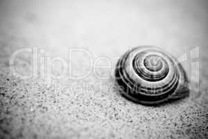 Snail on the beach