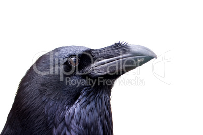 Common raven