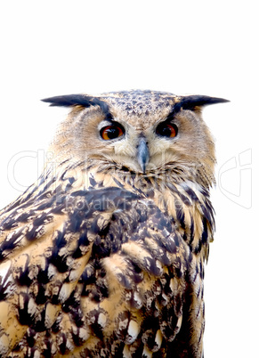 Eurasian Eagle Owl