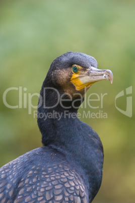 Great cormorant