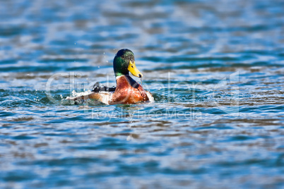 Mallard