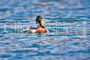 Mallard