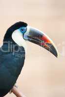 Red billed toucan