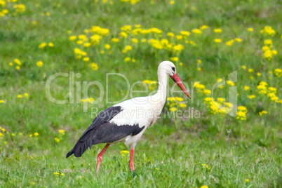 White stork