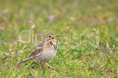 Corn bunting