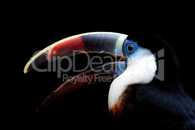 White-throated Toucan