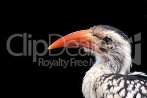 Red Billed Hornbill