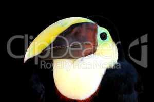 Swainson's Toucan