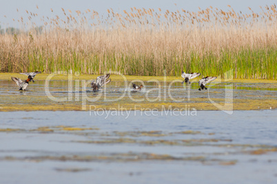 Common Pochard