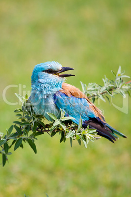 Portrait of an European Roller sitting on a branch