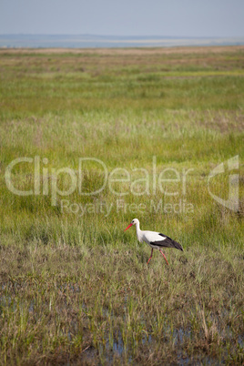 Stork in the wetlands