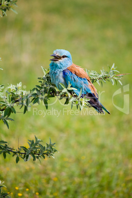 Portrait of an European Roller sitting on a branch