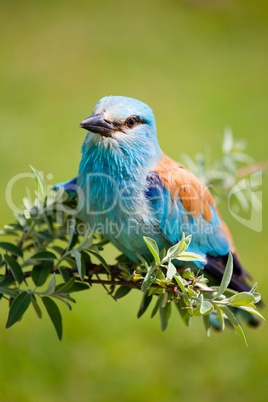 Portrait of an European Roller sitting on a branch