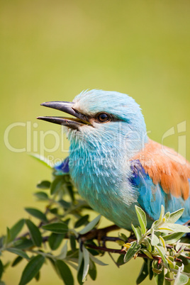 European Roller