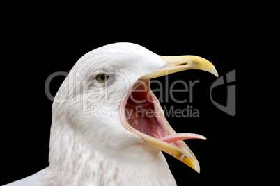 Larus argentatus