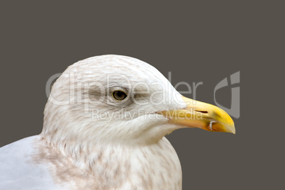 Larus argentatus