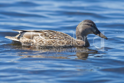 Female Mallard