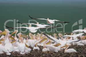 Pelican colony