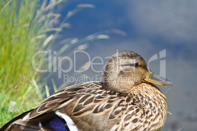 Duck by the side of the lake