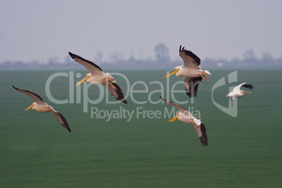 Pelicans flying away