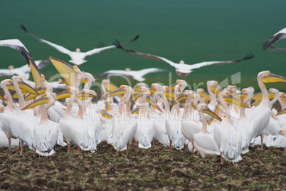 Pelican colony