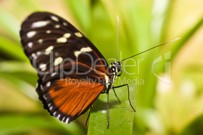 Butterfly Butterfly