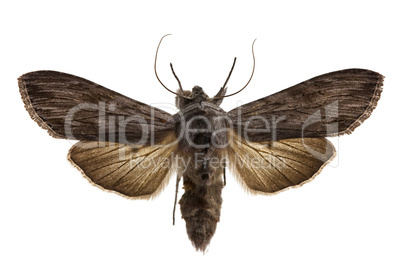 Shark Moth