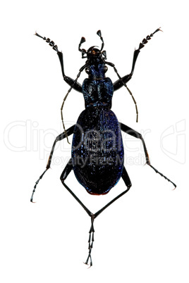 Carabus intricatus