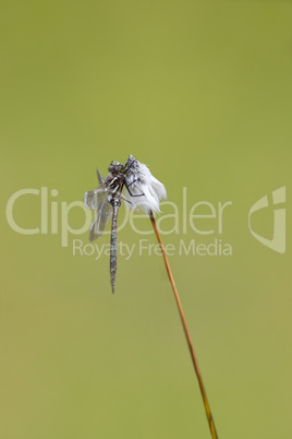 Common Hawker