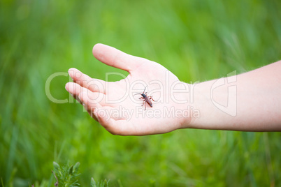 Hand holding a bug