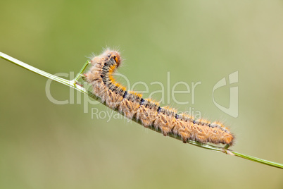 Grass Eggar Caterpillar