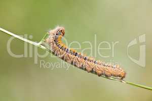 Grass Eggar Caterpillar