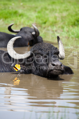 Buffalo in the water