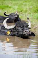 Buffalo in the water