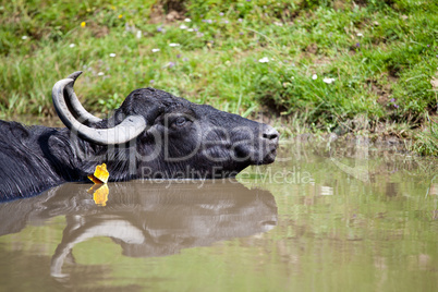 Buffallo resting in the water