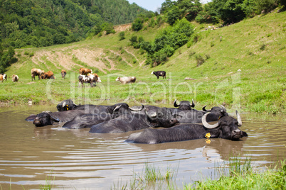 Buffalo in the water