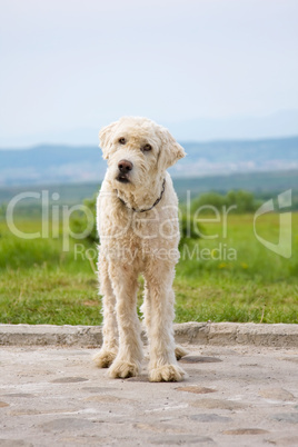 Shepherd dog portrait