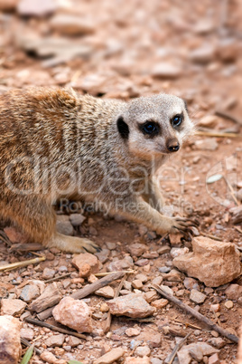 Meerkat